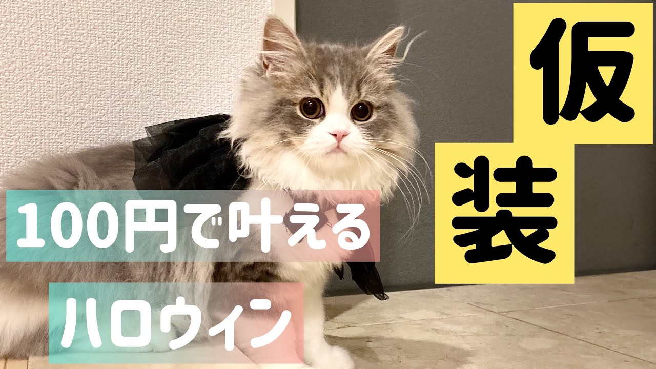 季節外れのハロウィン！初めての仮装でノリノリの猫の様子がこちら。