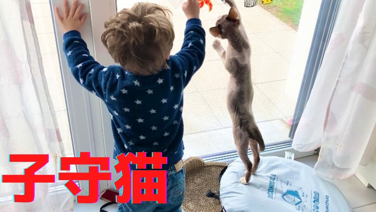 87:ベビーシッターになったスフィンクス猫