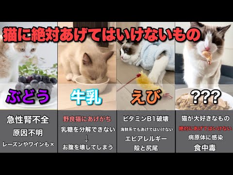 【飼い主必見】猫に絶対あげてはいけないもの6選