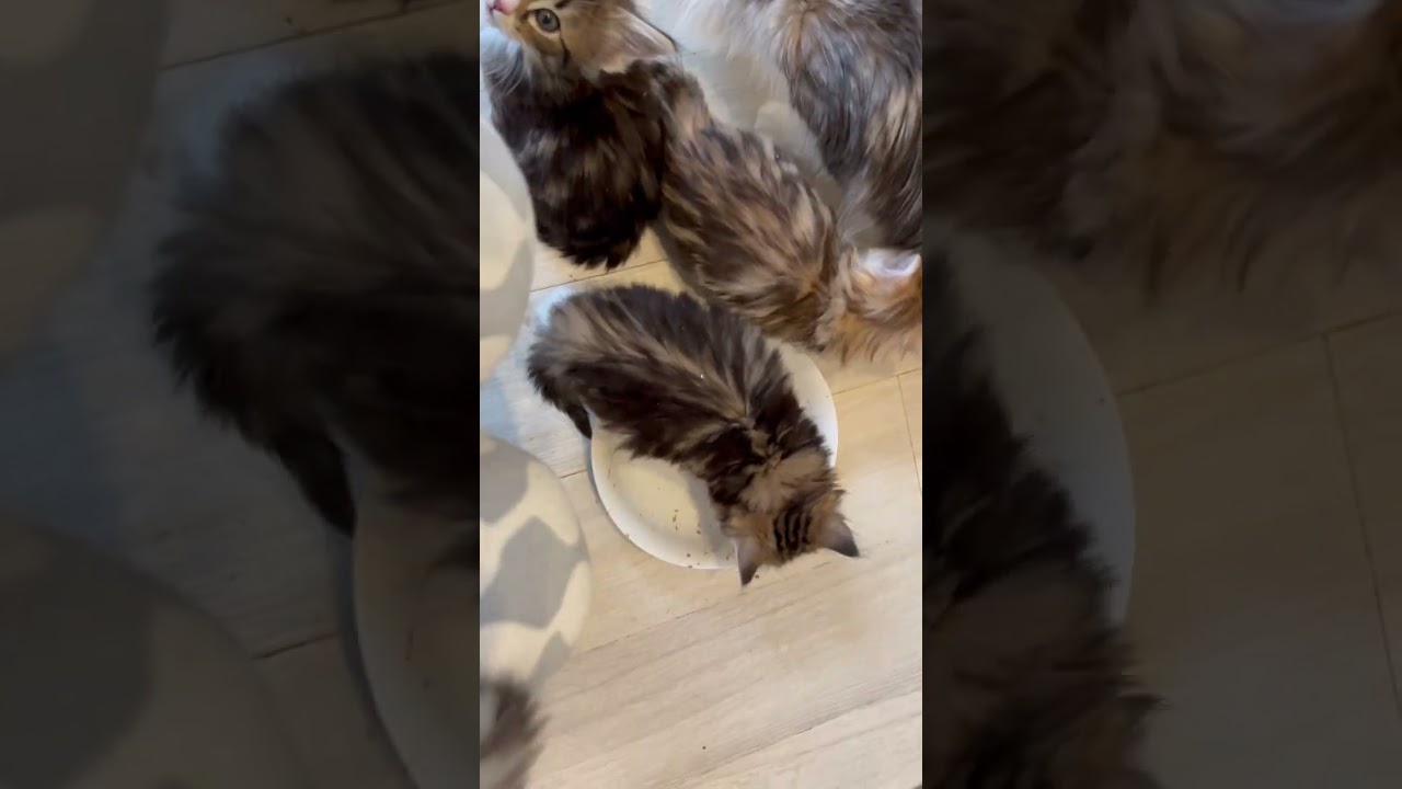 子猫の缶詰もっとよこせの訴え。#ノルウェージャンフォレストキャット　#子猫