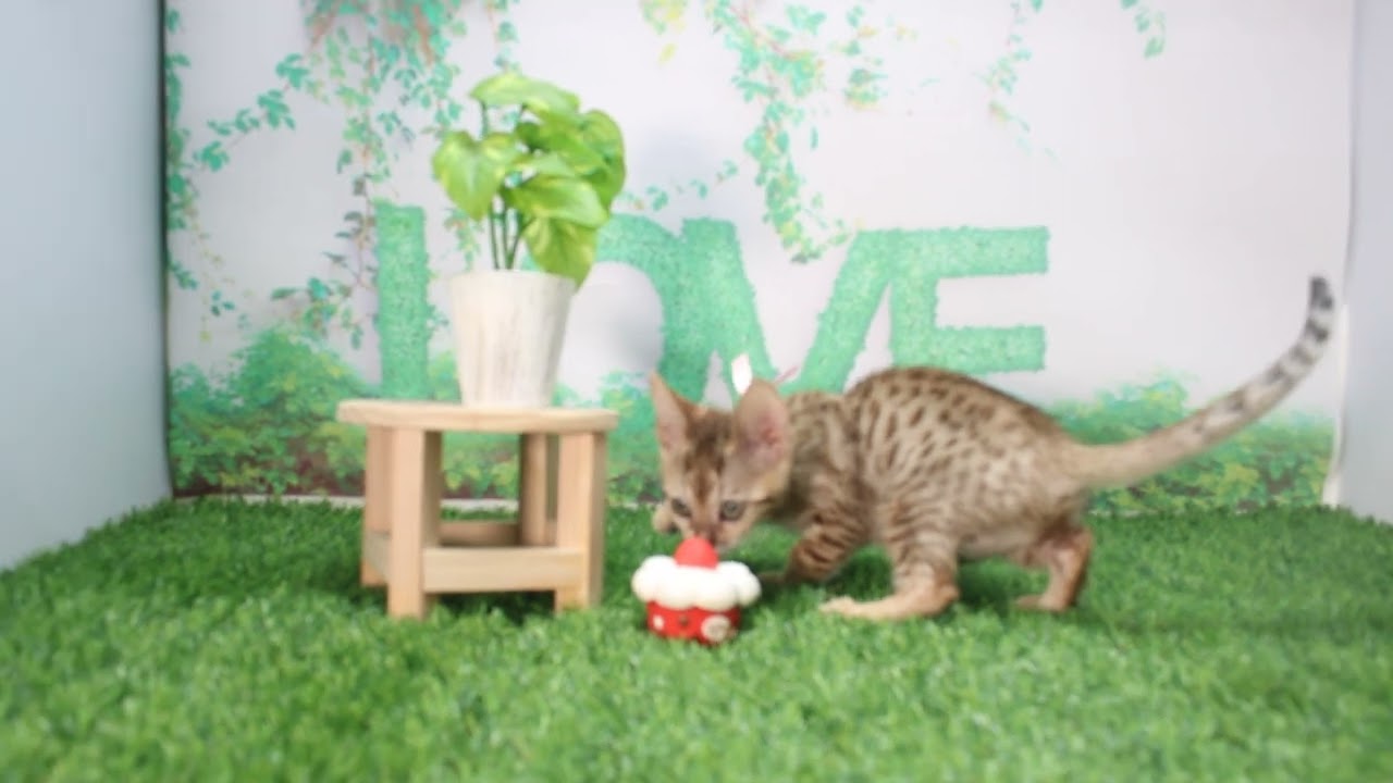 Coo&RIKU　No617535　エジプシャンマウ