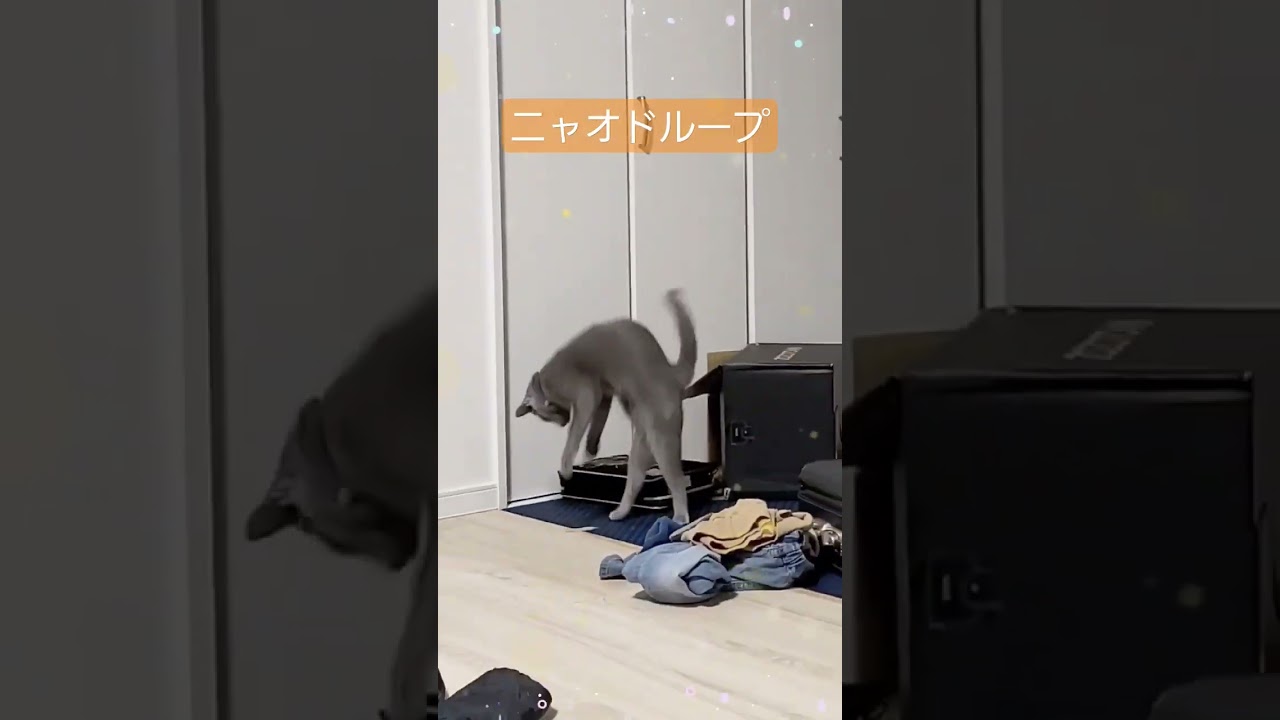 【猫版オドループ】ニャオドループやってみた ／ フレデリック #猫 #ロシアンブルー #shortsや
