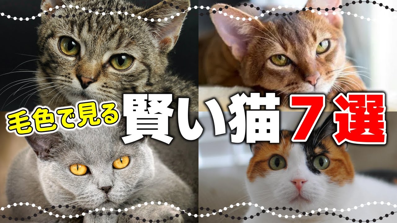 毛色で分かる？賢い性格の猫7選