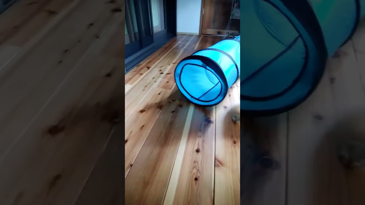 大股開きのマンチカン茶トラ猫