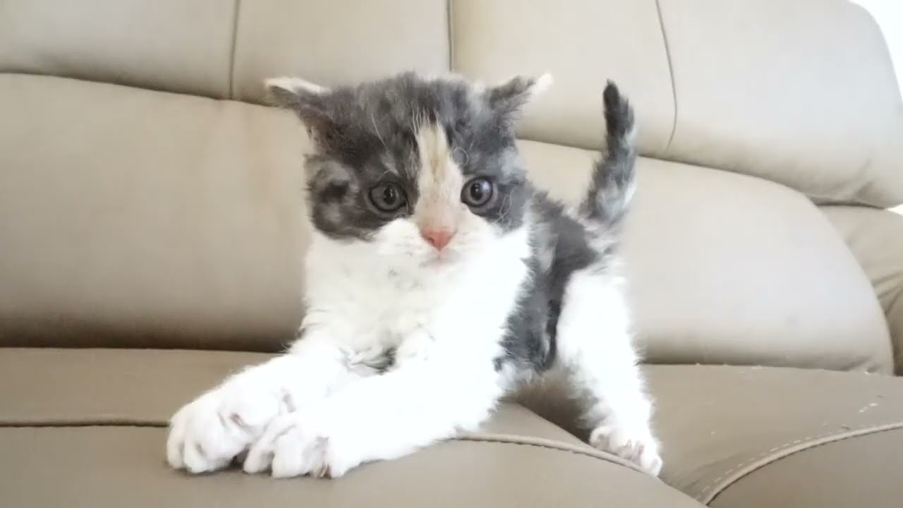 セルカークレックス子猫　2022.9.30産まれ 　ブラウンパッチドタビー＆ホワイト　女の子　シーダキャット猫のお店　Selkirk Rex