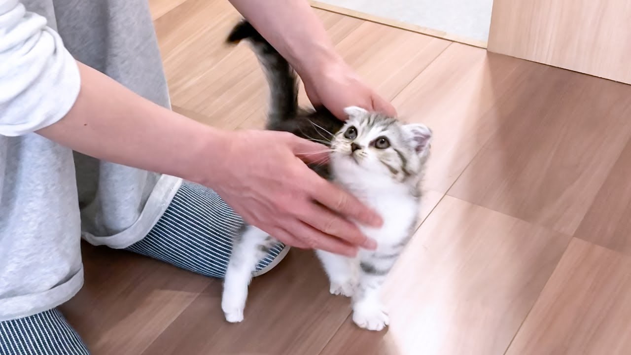 ウチに来てすぐ全力で甘えてくる子猫。パパに凶暴なのはいつから？
