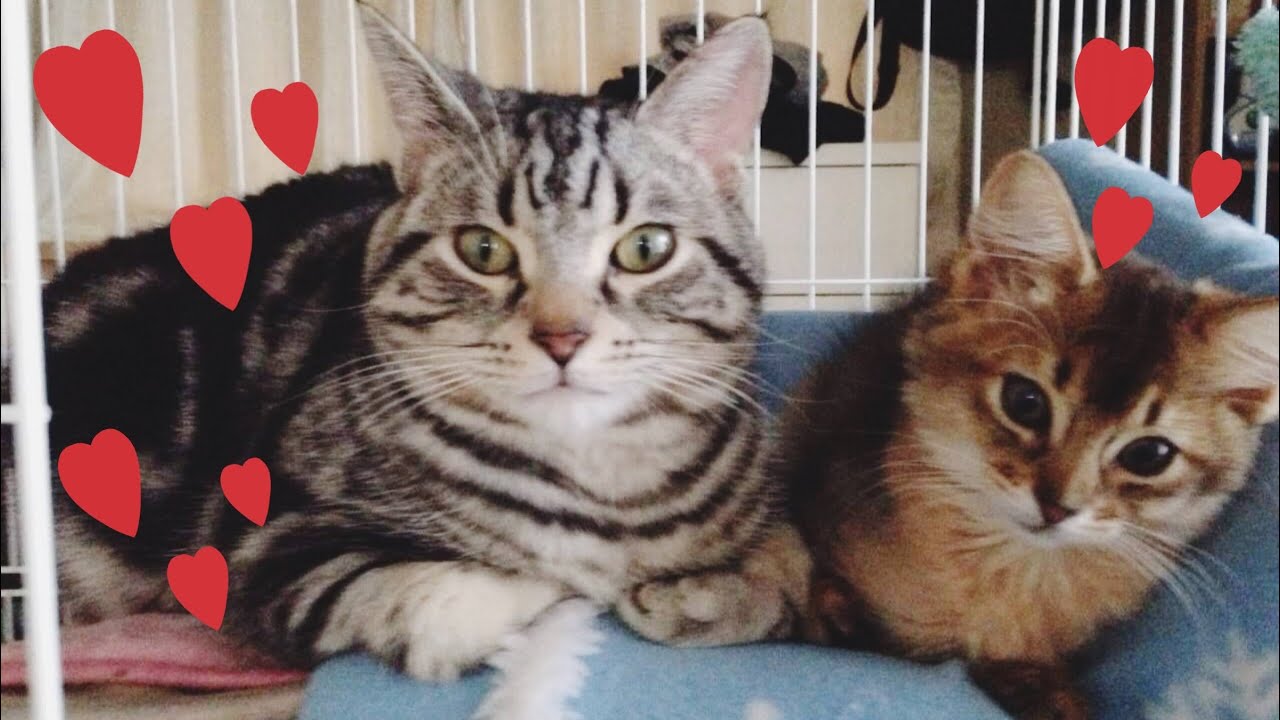 【アメショとソマリ】先住猫をハグする子猫が可愛すぎる #shorts