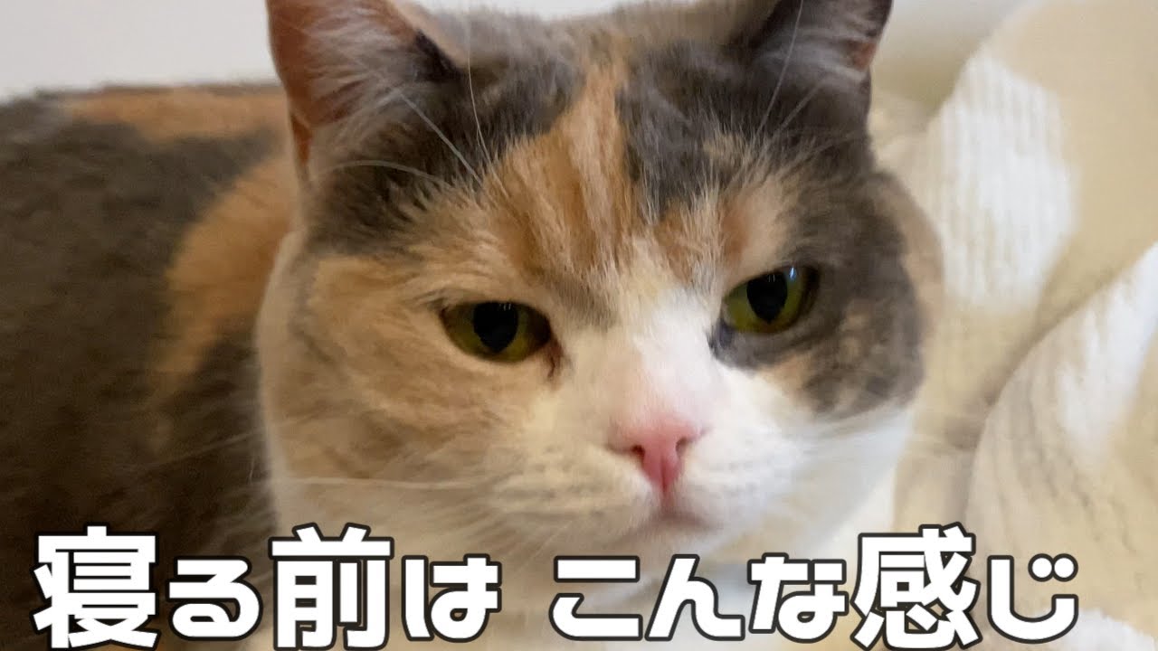【三毛猫】モカちん寝る前はいつもこう…