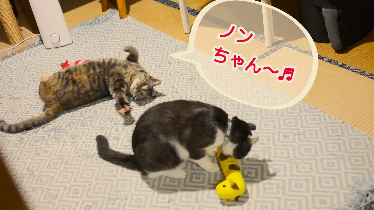 マタタビ入り蹴りぐるみと兄猫に甘えたい猫