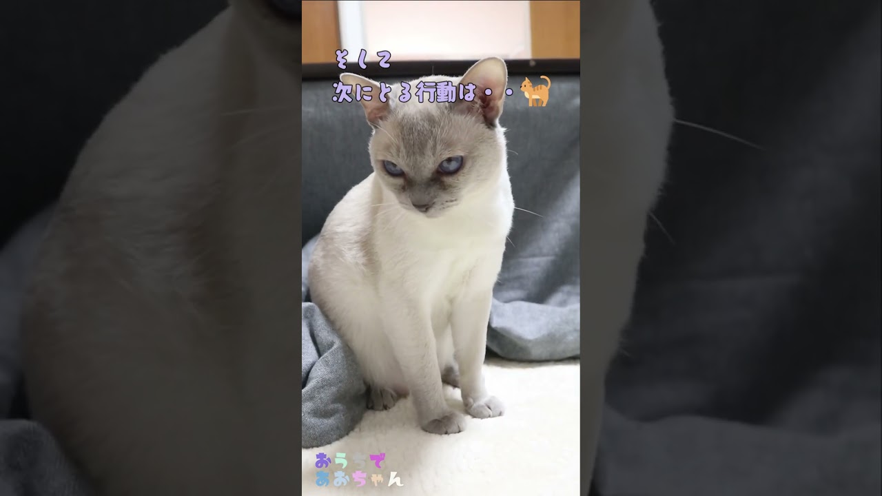 こたつで暑くなってお水をがぶ飲みする猫#shorts
