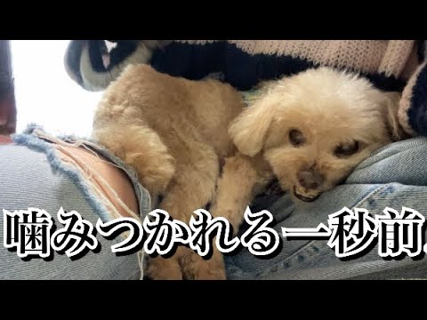 【決定的瞬間】貴方ならどうしますか？激怒症候群を患っているトイプードルへの接し方