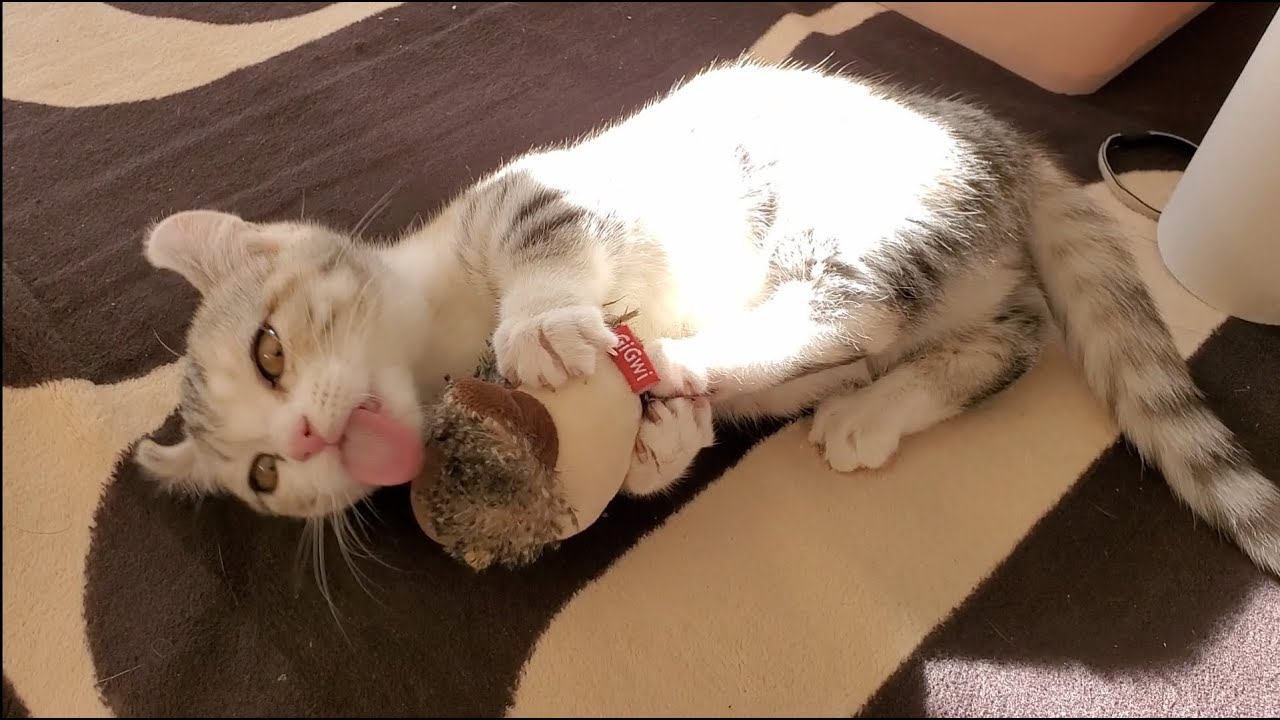 [子猫] (短足マンチカン×アメリカンカール)キンカロー~ ニャーニャー ! 可愛い鳴き声でおもちゃが欲しい子猫です  #3