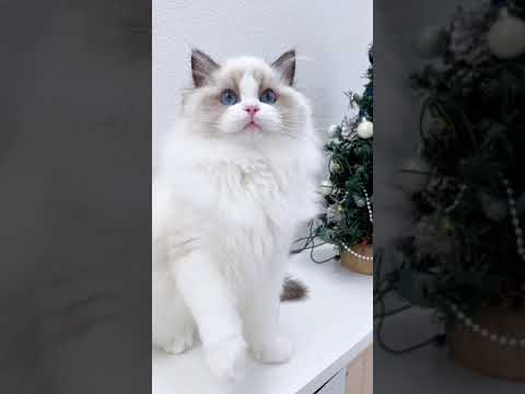 ラグドール 怖いぐらい甘えん坊 ❤︎ シールポイントバイカラー