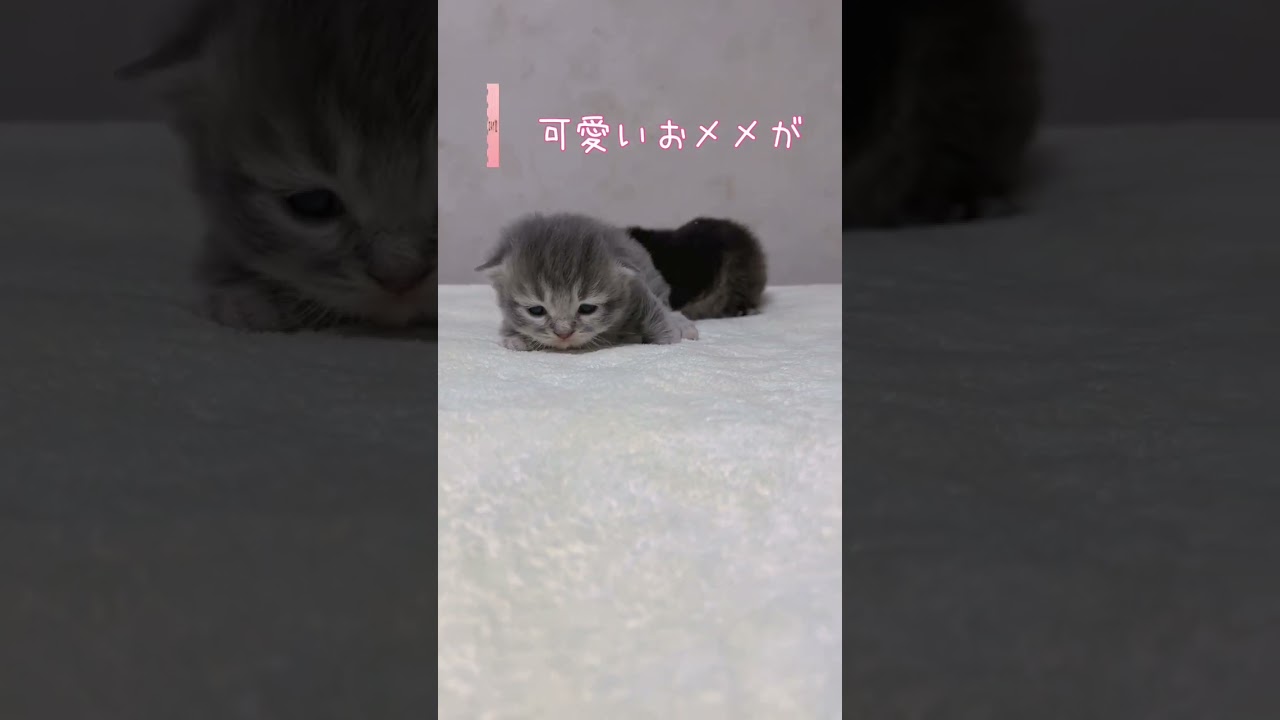 【今日もふ】おメメ開いたよ！キンカロー子猫さん♡DAY12【2023年1月25日】