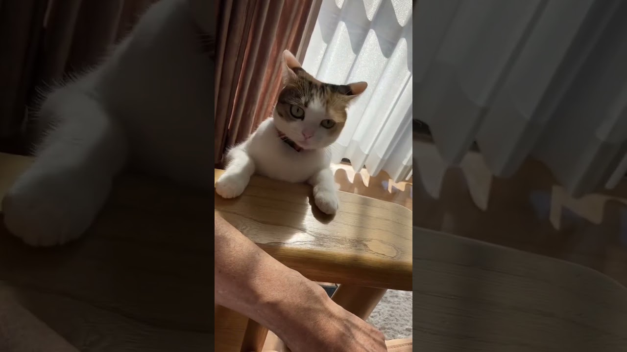 遊んで欲しい猫　#shorts  #スコティッシュフォールド
