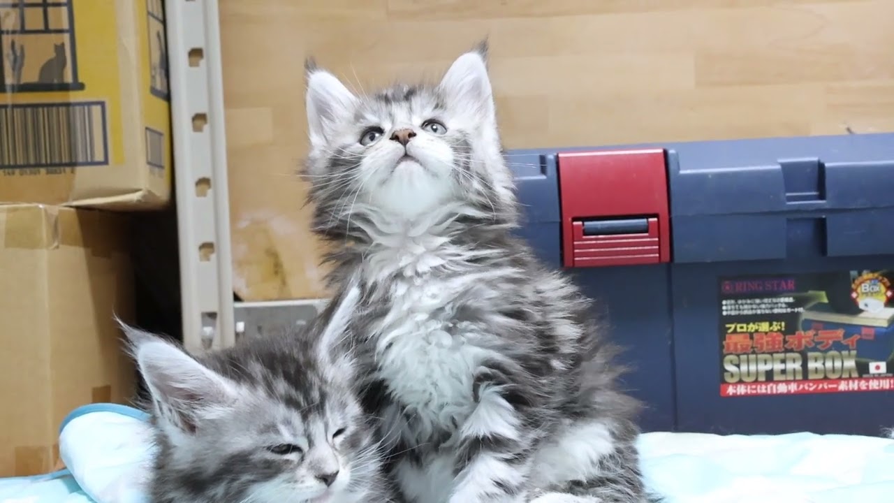 素晴らしいシルバーのメインクーン子猫