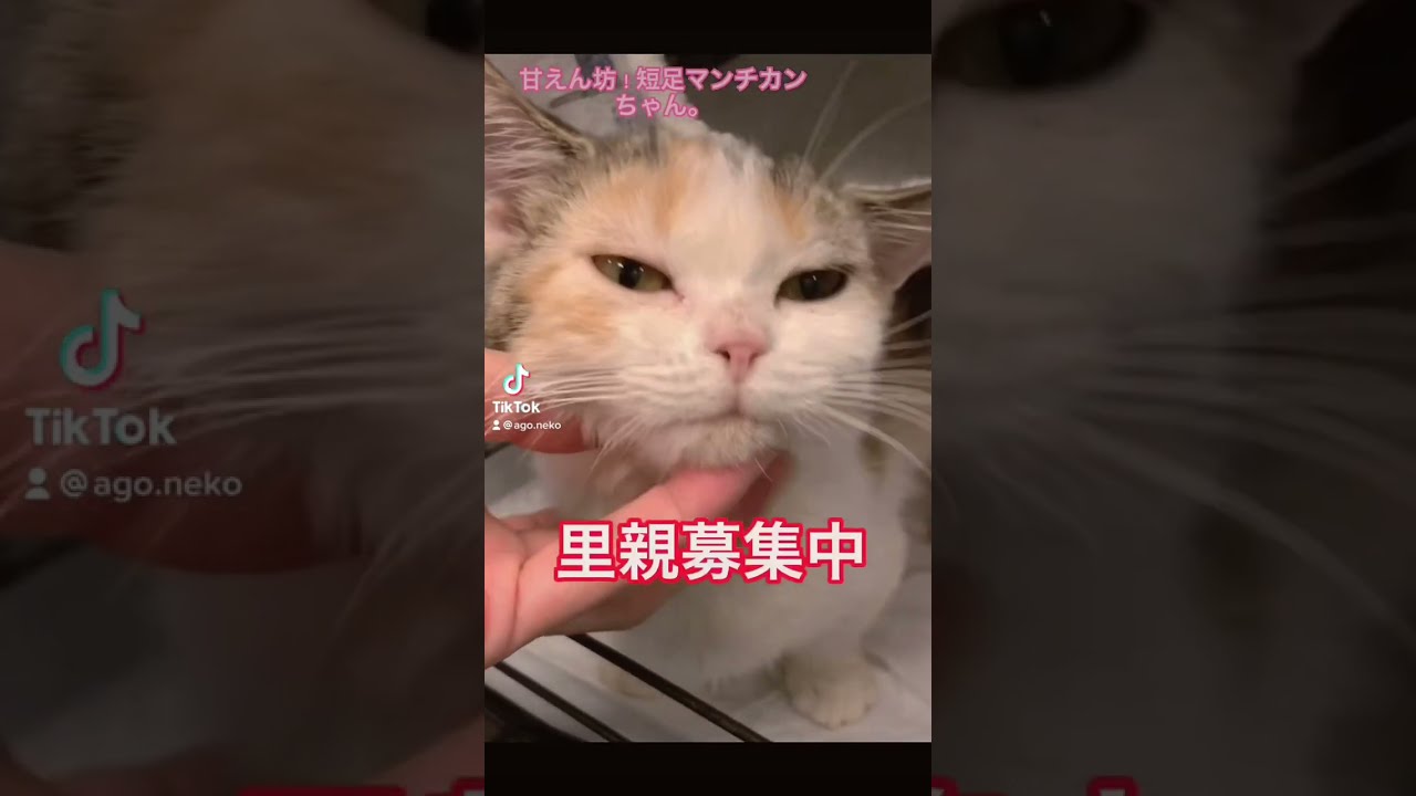 甘えん坊❗️短足マンチカン　里親募集中子猫ちゃん