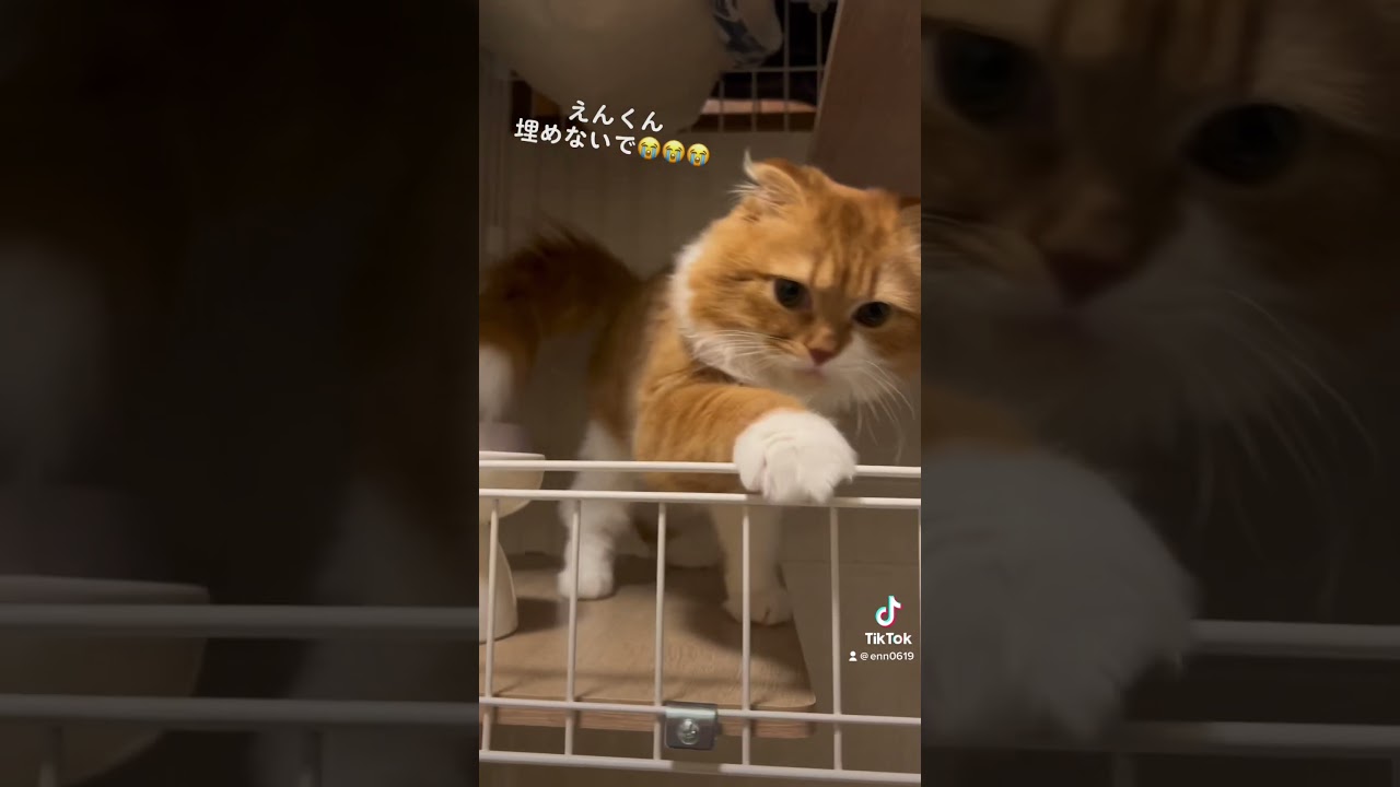 ご飯に不満 猫 #スコティッシュフォールド折れ耳 #scottishfold #猫 #猫のいる暮らし #shorts #cat