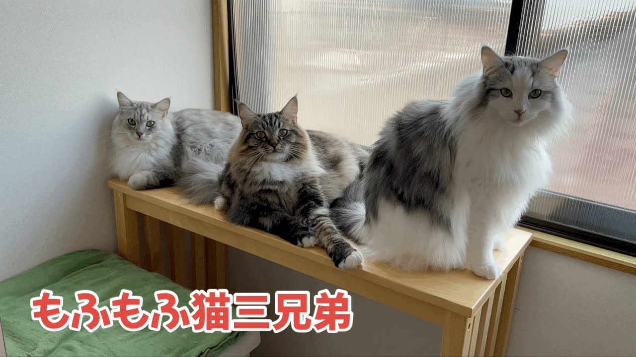 まったり窓際スリーショットが可愛い！もふもふ猫三兄弟達からのメッセージございます♪