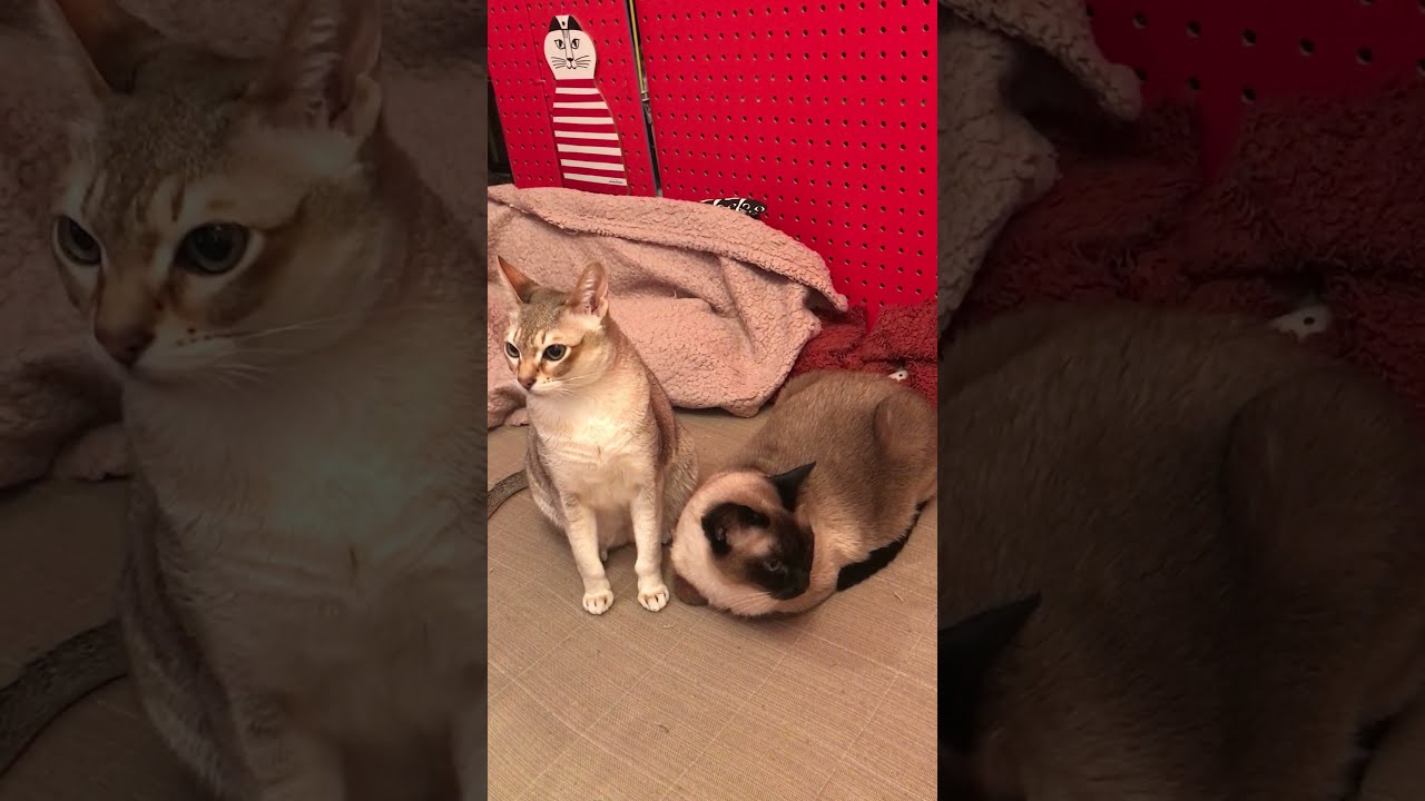 仲良く並んで控えめペロペロなシンガプーラなのにゃ♪