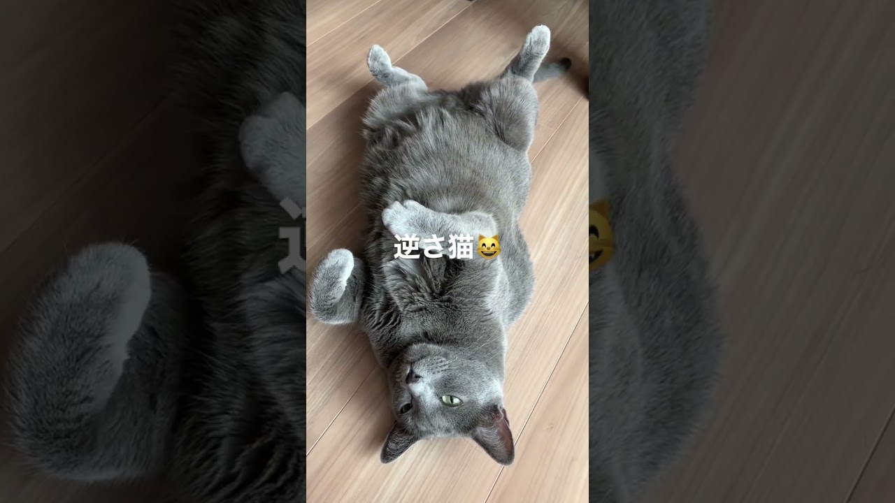 逆さ猫😸#cat #catlover #russianblue #かわいい #ねこ #ロシアンブルー #猫 #猫のいる暮らし #猫動画 #もちもち