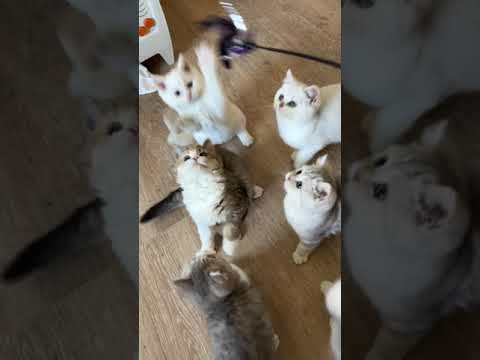 Selkirk Rex Curly Shorthaired kittens