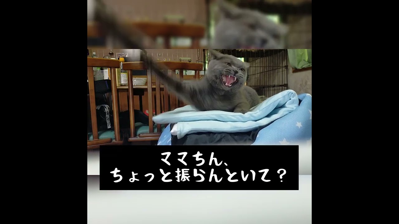 【猫】ブリティッシュショートヘアが威嚇したらこんな感じ