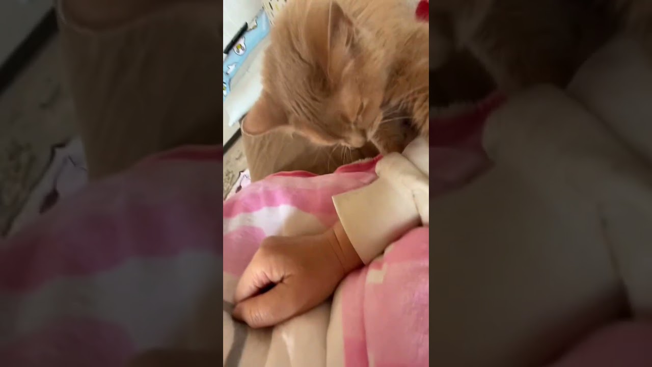 ふみふみがやめられない猫🐱　#shorts  #ソマリ