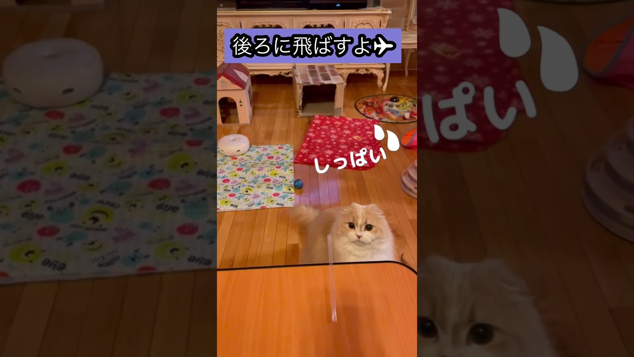 【スコティッシュフォールド】猫がストロー飛ばして遊ぶ#Shortsほてちゃん