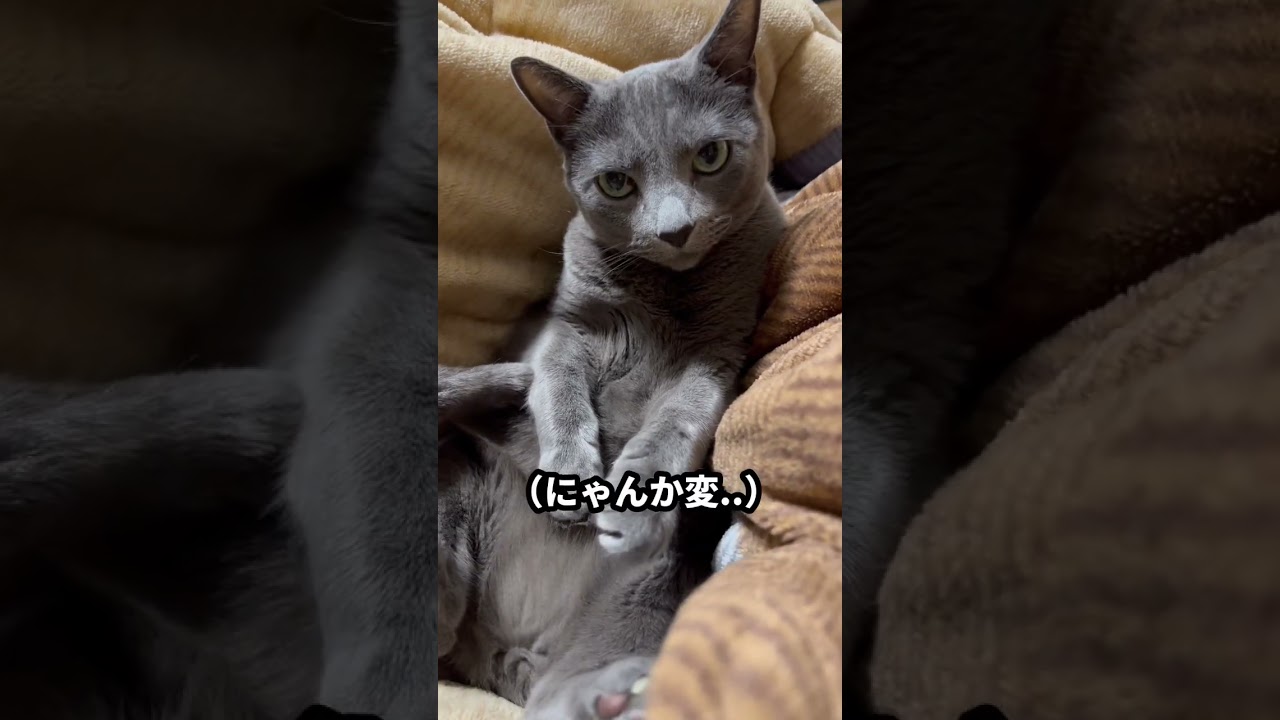 【ロシアンブルー】状況が飲み込めない？めろんと今朝のおねだりめろん😊【猫】#shorts