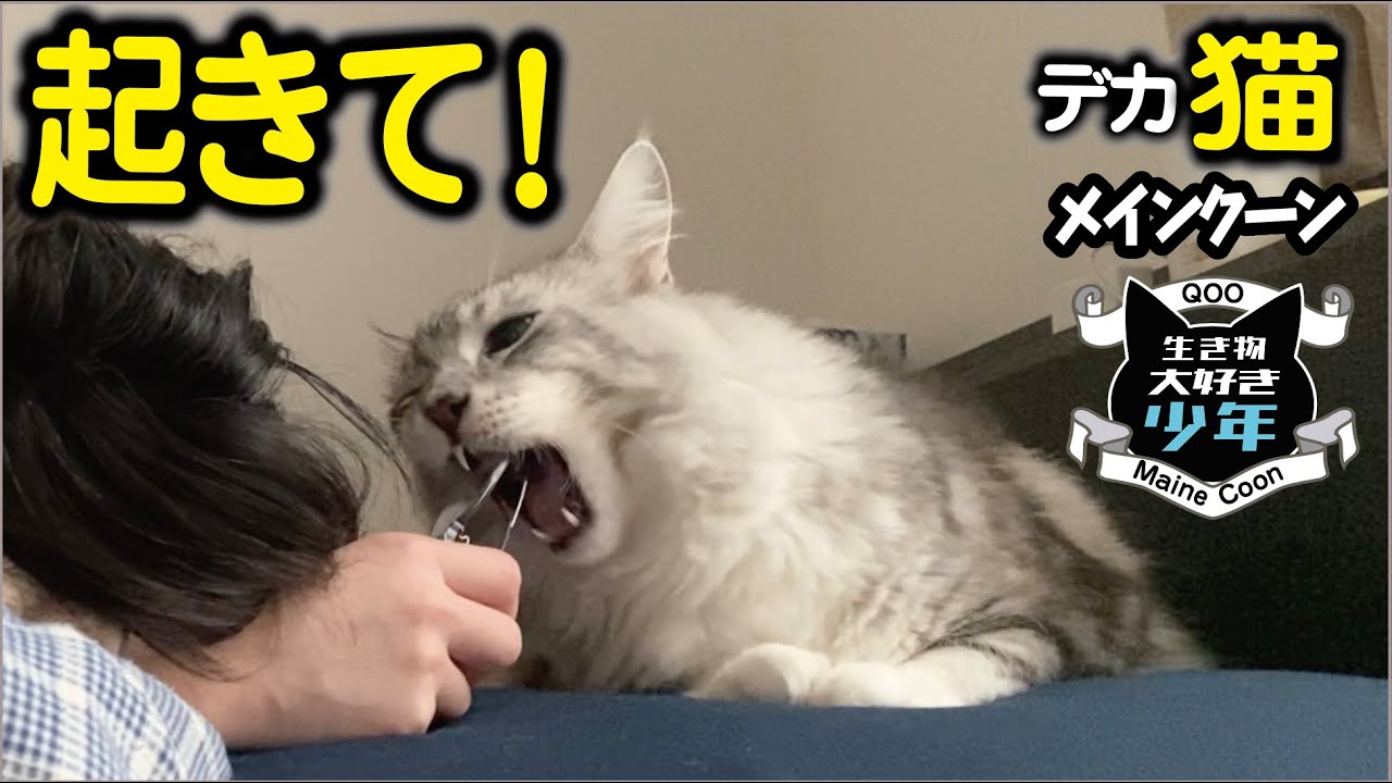 【メインクーン】賢い大型猫、朝しつこく飼い主を起こしにくる