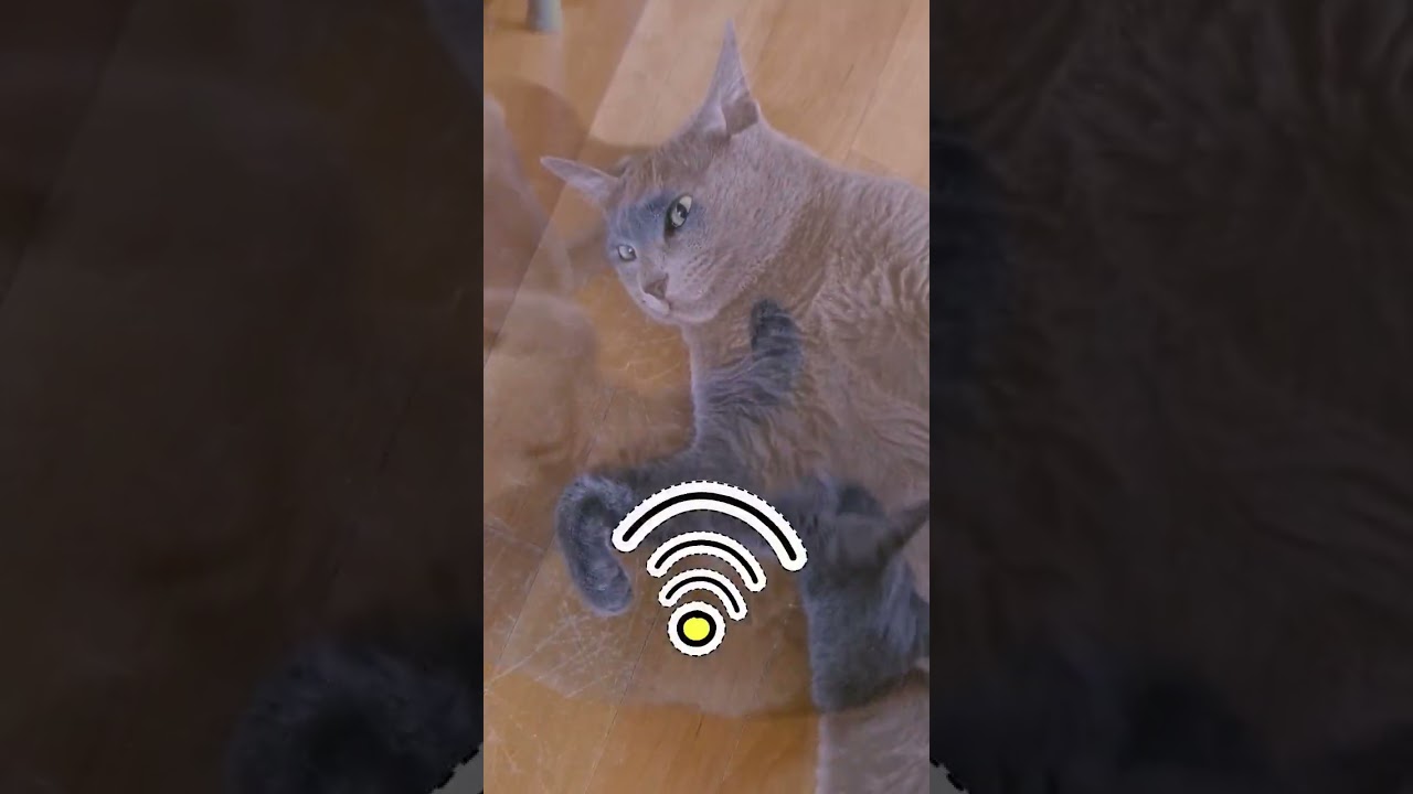 Cat after recharging #cats #shorts