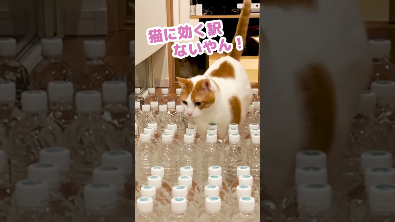 ペットボトルは猫避けになるのかを検証 #Shorts