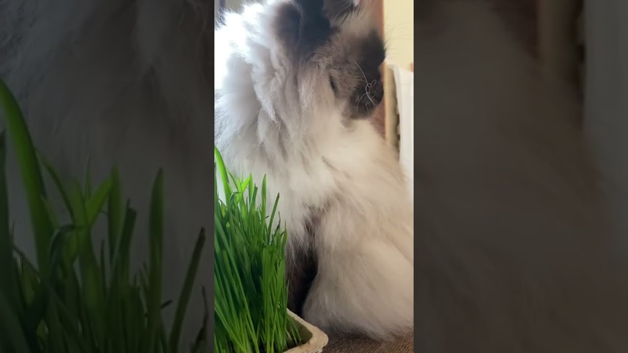 【ねこ草】【ヒマラヤン兄妹】#shorts