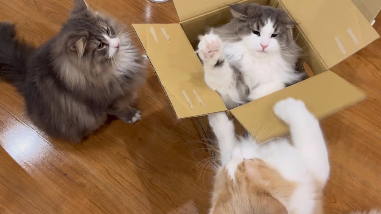 【かわいい❤︎】段ボール箱大好きノルウェージャンフォレストキャットww