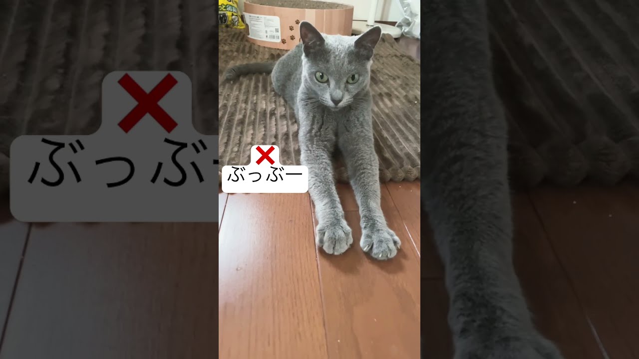 スフィンクスに憧れた猫w #shorts