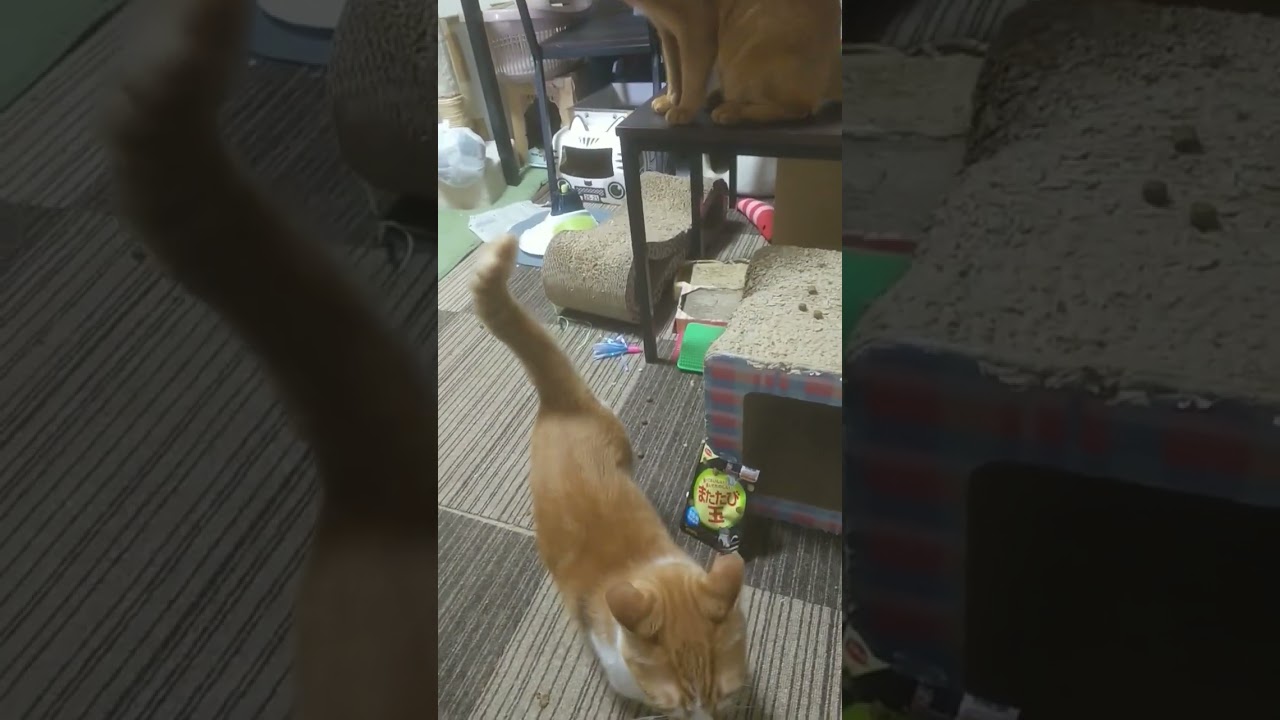 またたび玉で超絶接近中な3匹😸 22/12/10#cat #猫 #abyssinian #アビシニアン #shorts #短足マンチカン #キジトラ