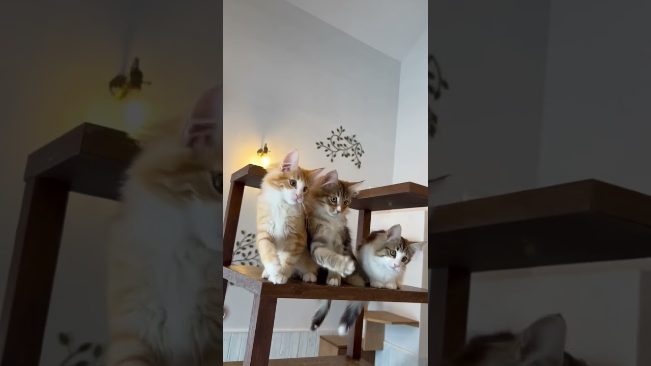 猫じゃらしで遊ぶ団子三きょうだい🍡 #ノルウェージャンフォレストキャット #子猫 #猫カフェ