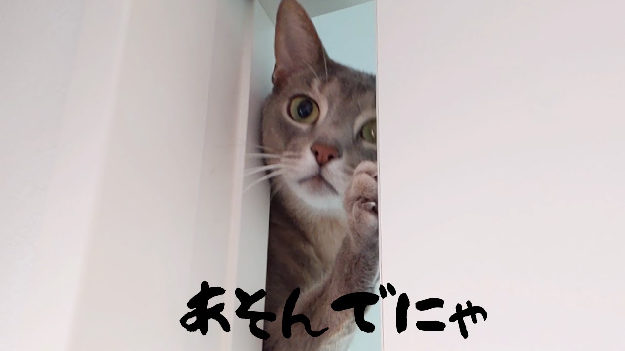 扉を閉めさせない猫（アビシニアン、ロシアンブルーMIX） #shorts