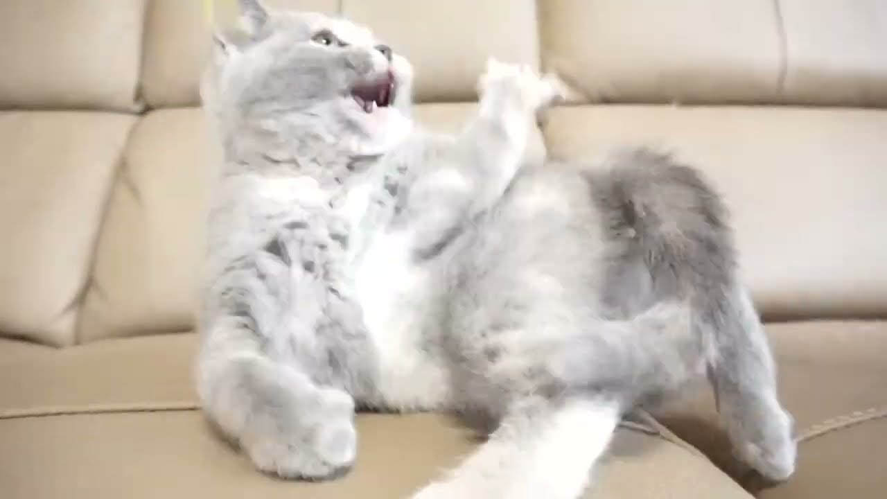 ブリティッシュショートヘアー子猫　British Shorthair　2022.11.15産まれ　ブルークリーム　女の子　シーダキャット猫のお店