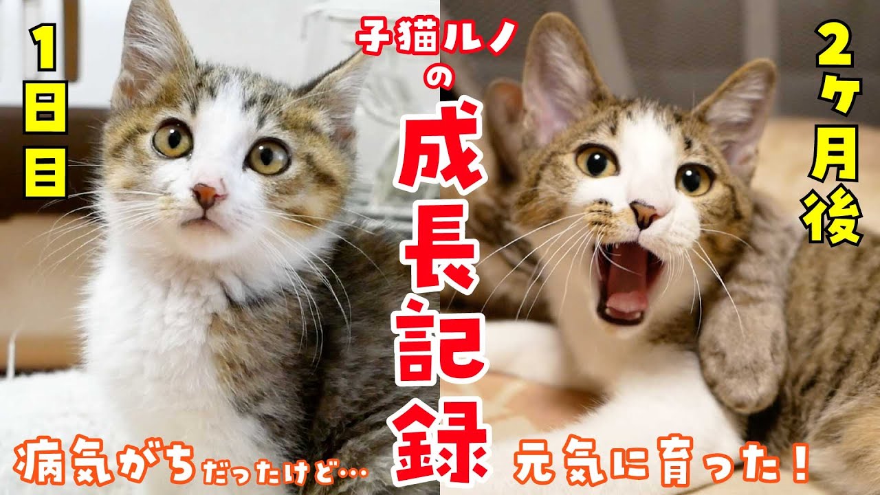 病弱な保護子猫ルノが我が家にやってきて１日目〜55日目までの成長記録【先住猫と家族になるまで】