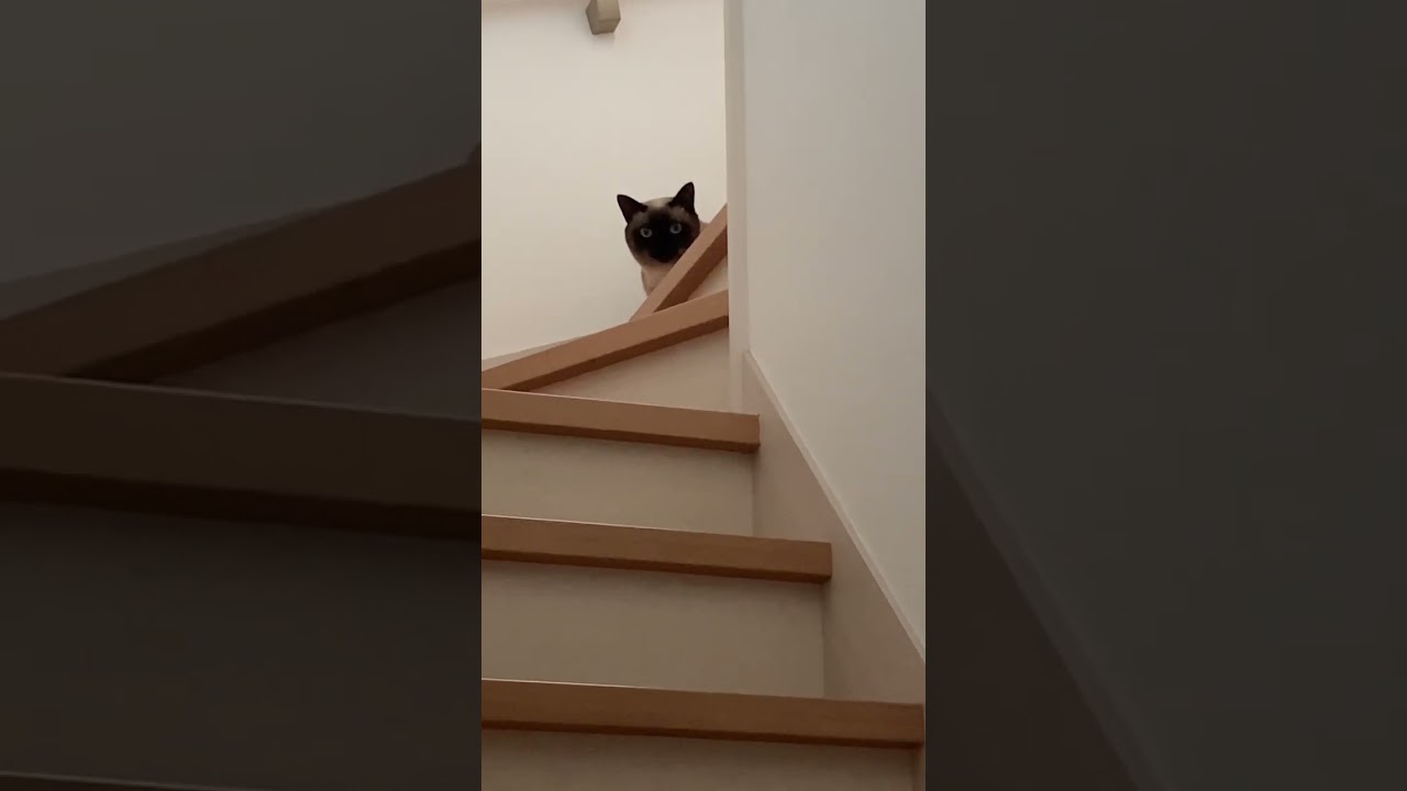 見つめるシャム猫