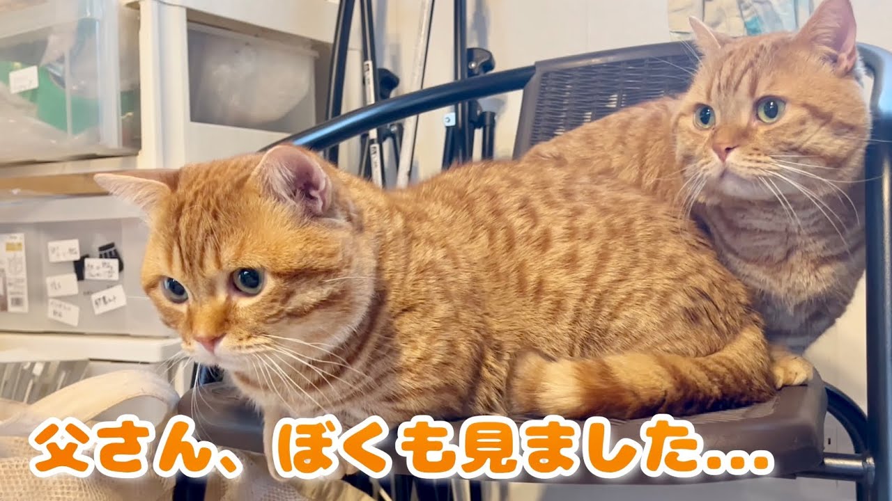 不思議なものに出会ったマンチカン親子がかわいい！