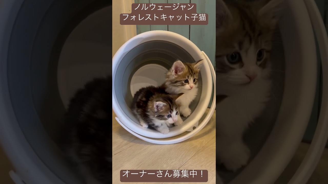 バケ猫（バケツで遊ぶ子猫）　#ノルウェージャンフォレストキャット #子猫 #猫カフェ