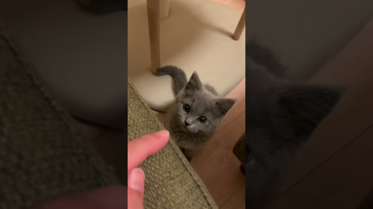 可愛く指アタックしてくれる猫　#スコティッシュフォールド  #子猫  #shorts  #cat