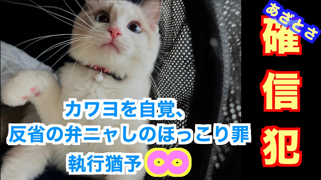 ラグドール仔猫「ぽこにゃ🐱」さんが主をニッコリさせる日常あれこれ（お留守番マスター・来客訓練・グルーミングなど）