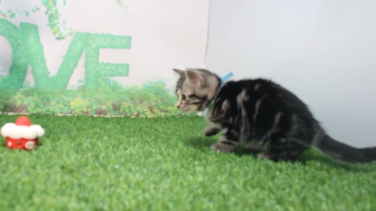 Coo&RIKU　No617536　アメリカンショートヘアー