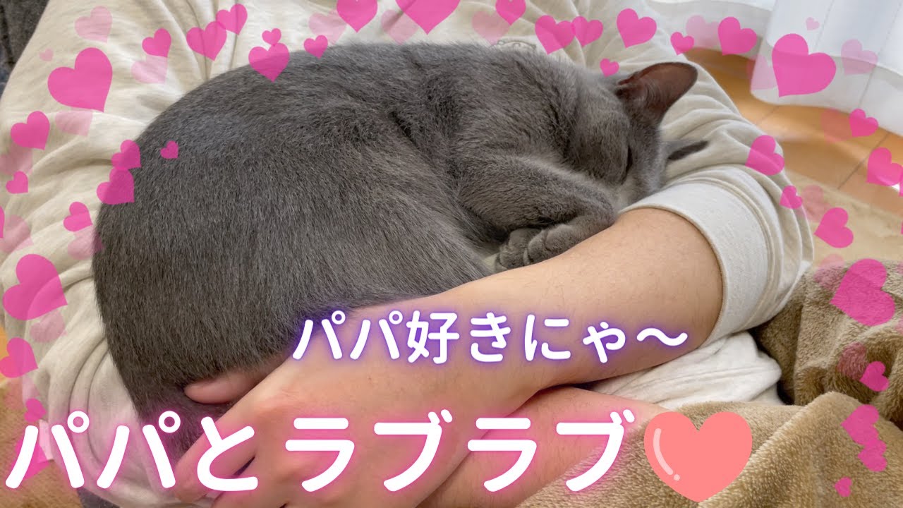 パパとイチャイチャ❤️する猫（ロシアンブルー）