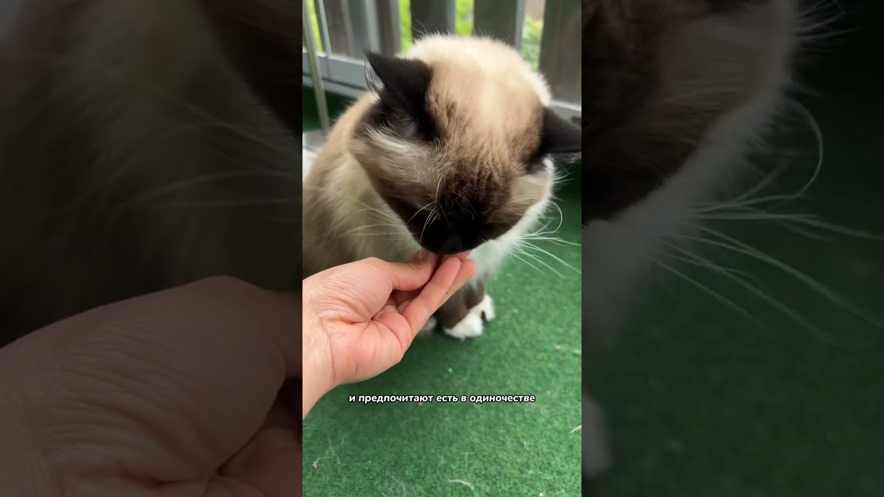 Могут ли две кошки делить одну и ту же миску с едой