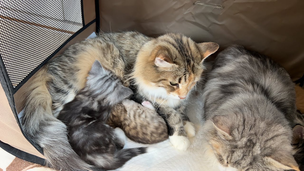 7頭の赤ちゃん猫と母猫たちのライブ配信です！（ノルウェージャンフォレストキャット）